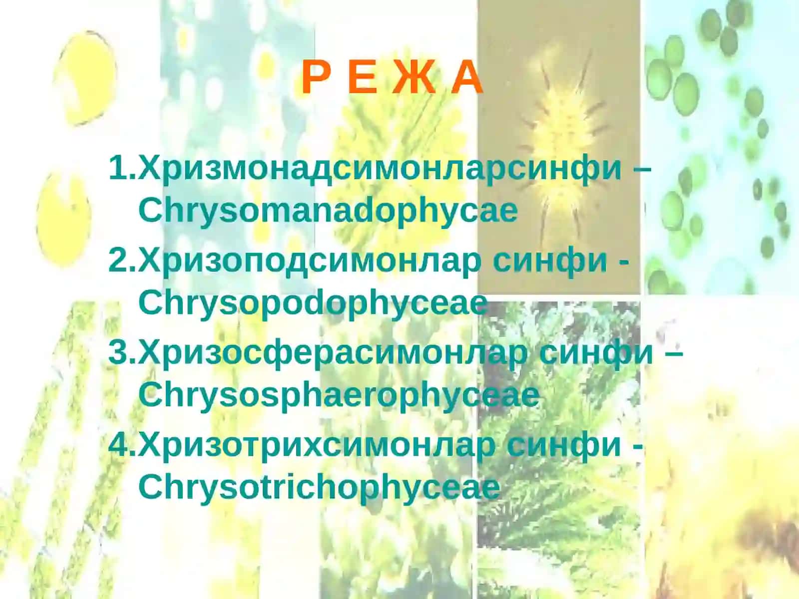 Тилларанг сувўтлари бўлими-Chryzophyta 2