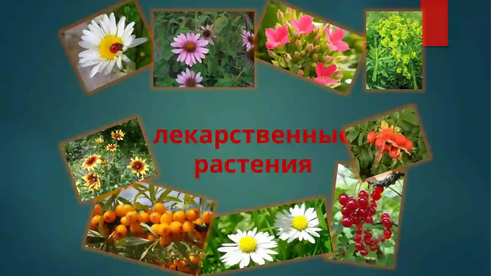 Лекарственные растения. 2