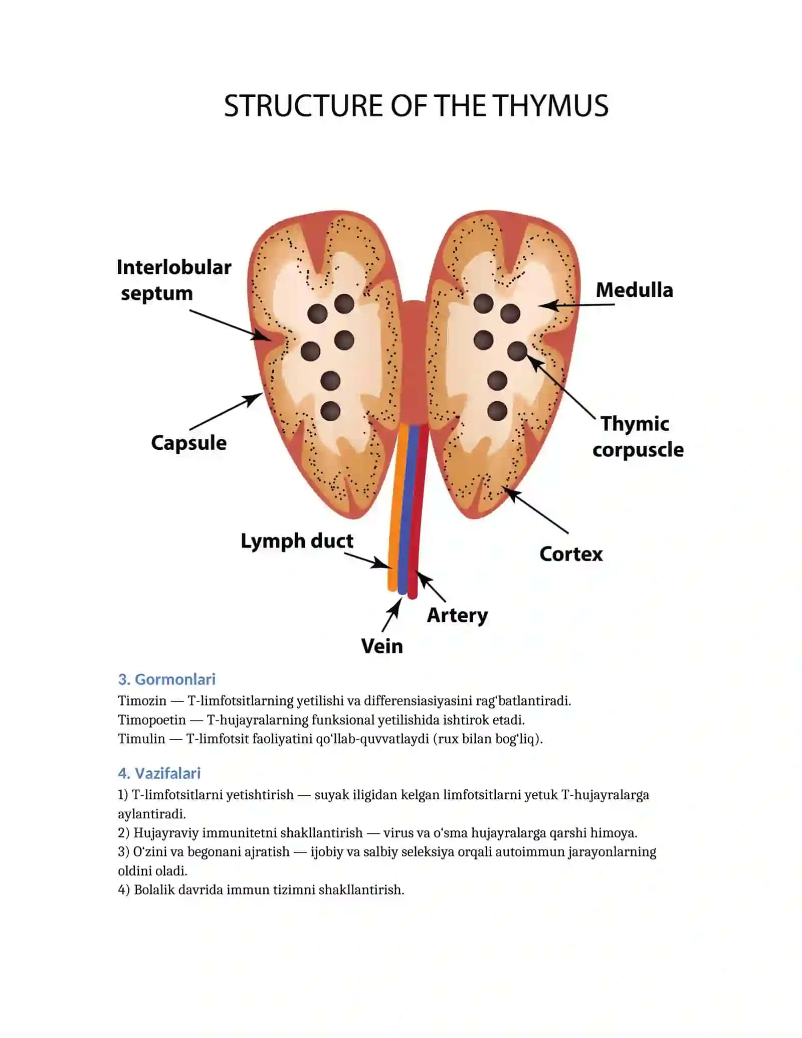 AYRISIMON BEZ (Glandula thymus) 2