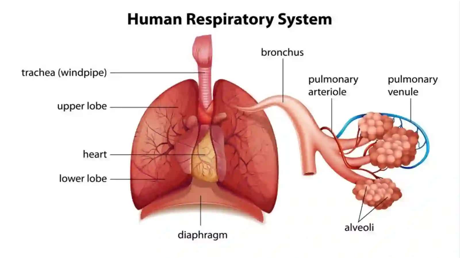 The Lungs and Pulmonary System 2