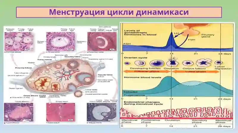 АЁЛЛАР ЖИНСИЙ АЪЗОЛАРИ 2