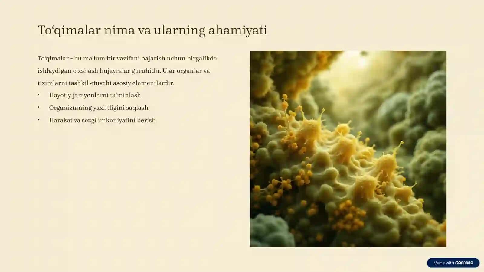 Toʻqimalar tuzilishi va turlari 2
