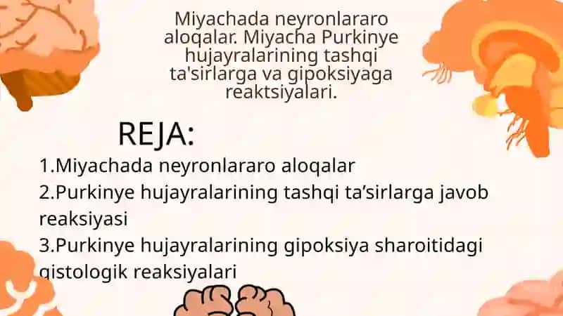 Miyachada neyronlararo aloqalar 2
