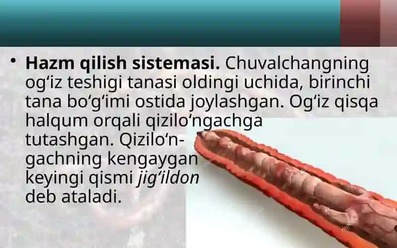 Yomg‘ir chuvalchangining ichki tuzilishi 2