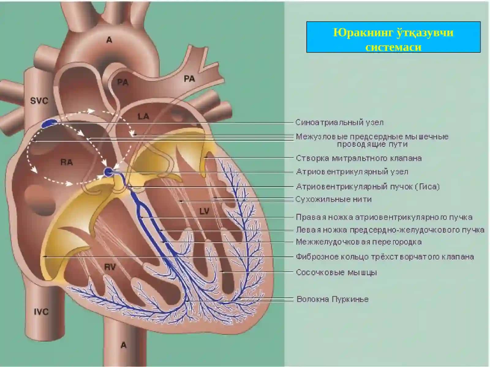 Юракнинг ўтқазувчи системаси 2