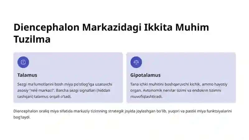 Talamus va Gipotalamus Anatomiyasi 2