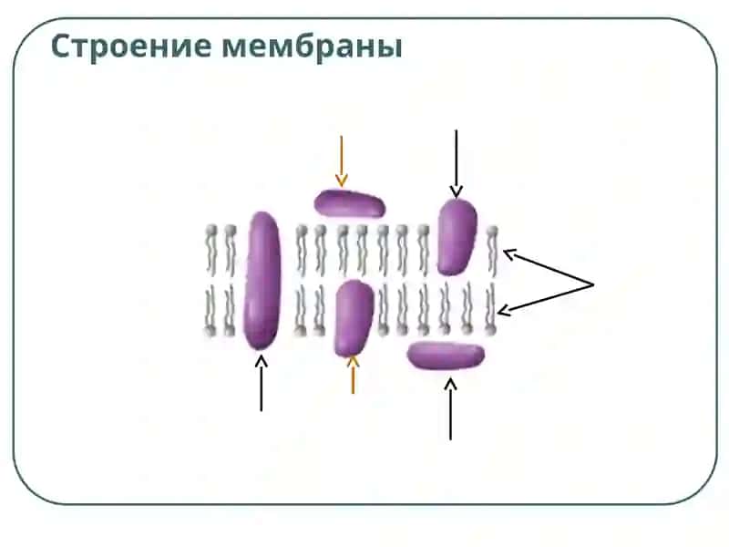 Плазматическая мембрана 2