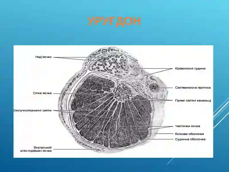 Эркаклар жинсий системаси 2