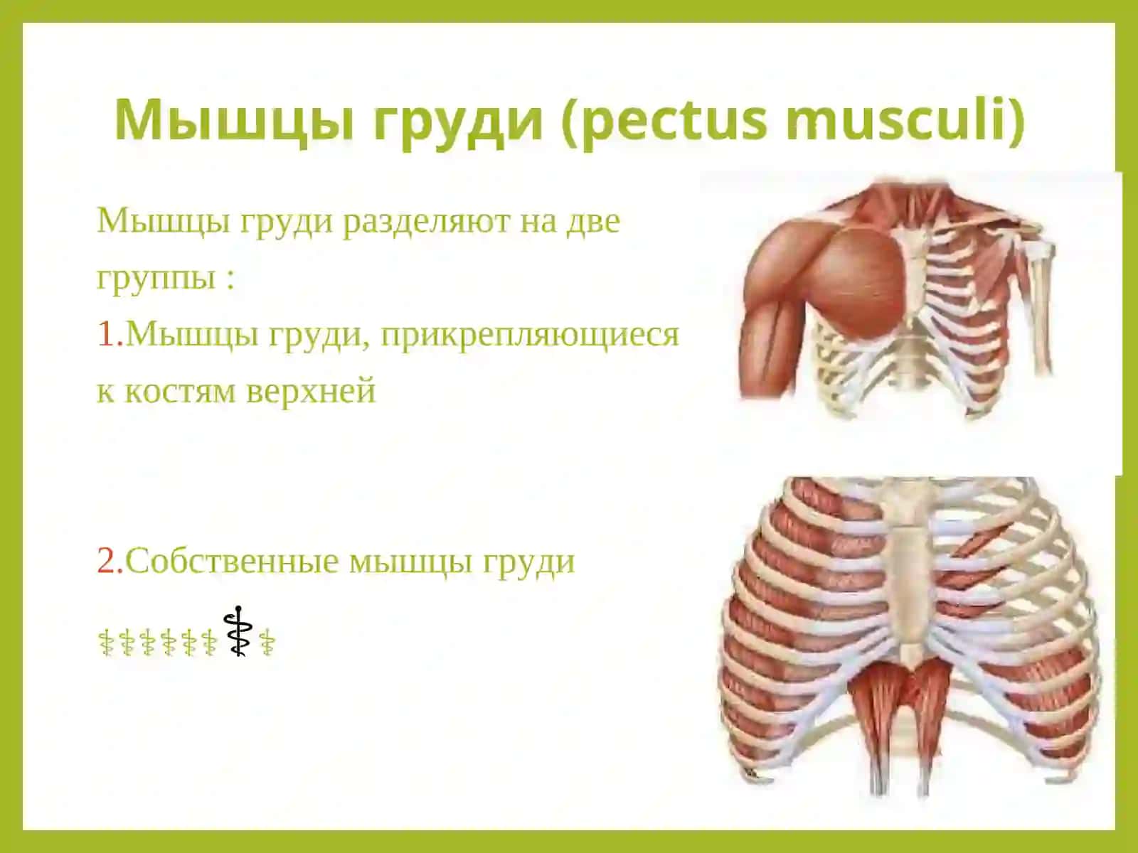 Мышцы груди (pectus musculi) 2