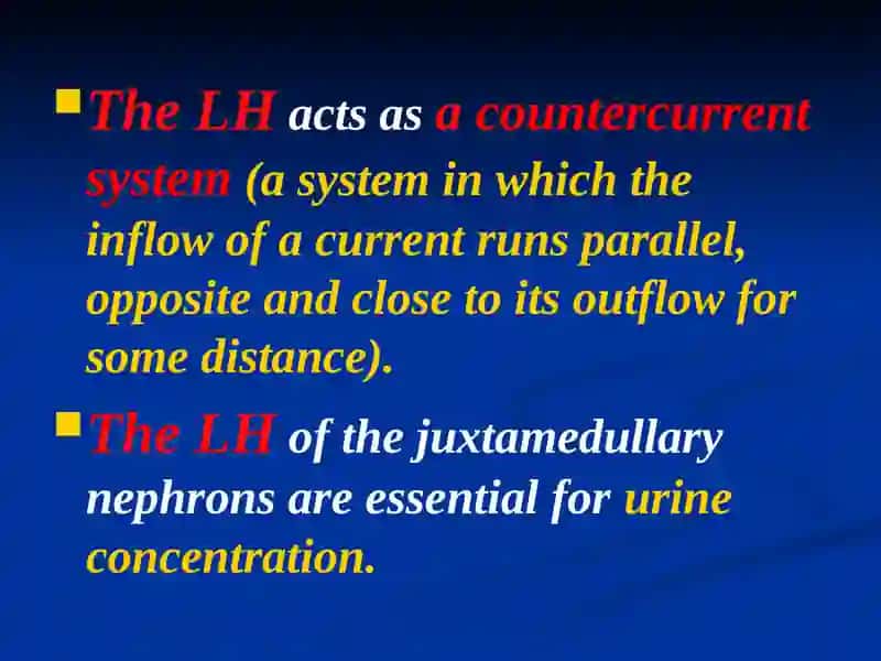 Loops of Henle (LH) 2