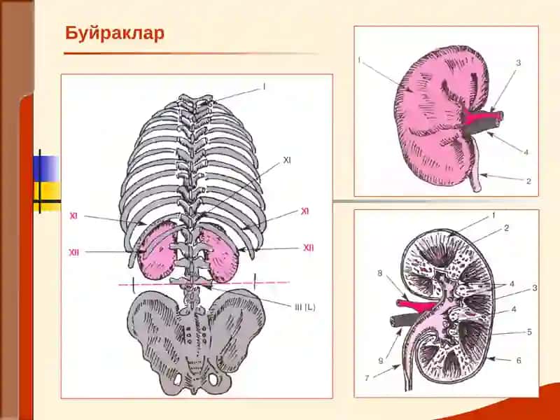 Буйрак Касалликлари 2