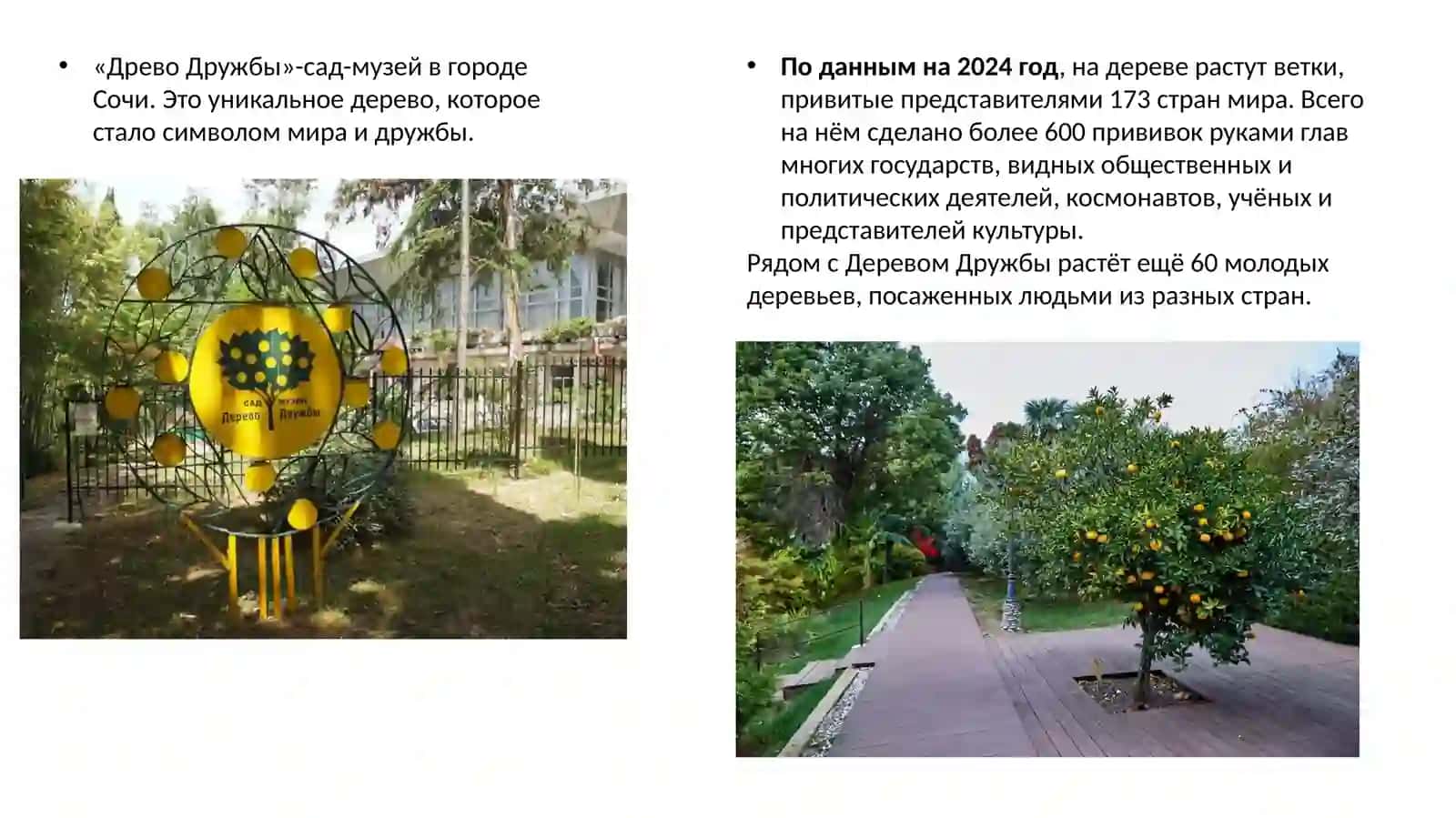 Дерево Дружбы 2