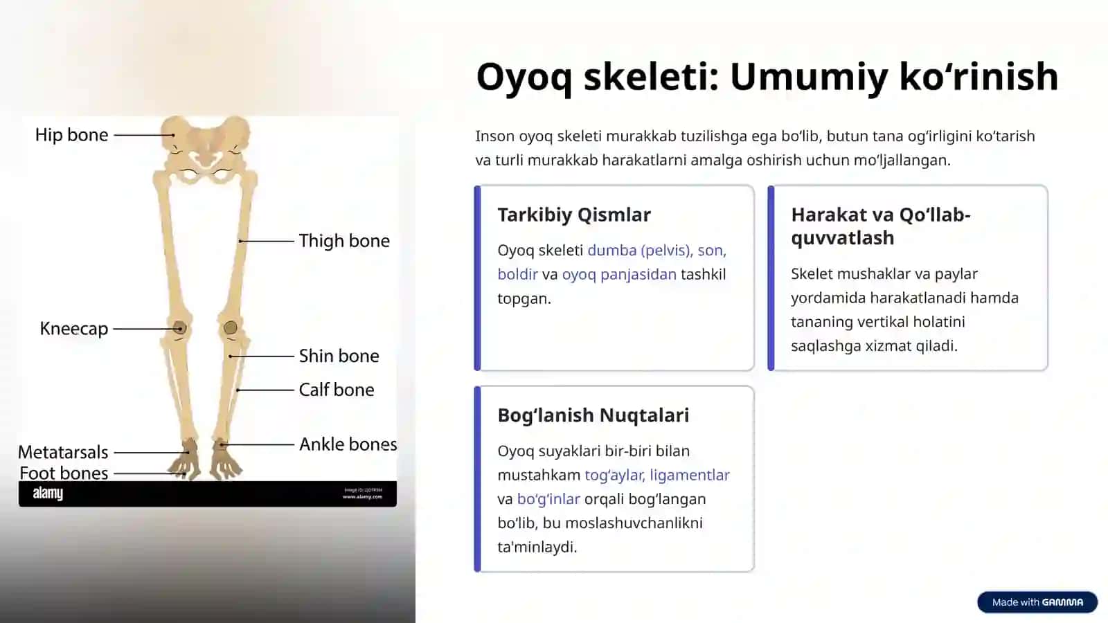 Oyoqning Suyaklari Anatomiyasi 2
