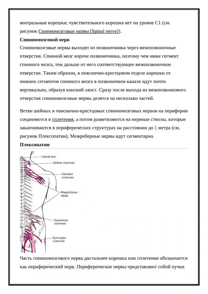 ЗАБОЛЕВАНИЯ ПЕРИФЕРИЧЕСКОЙ НЕРВНОЙ СИСТЕМЫ 2