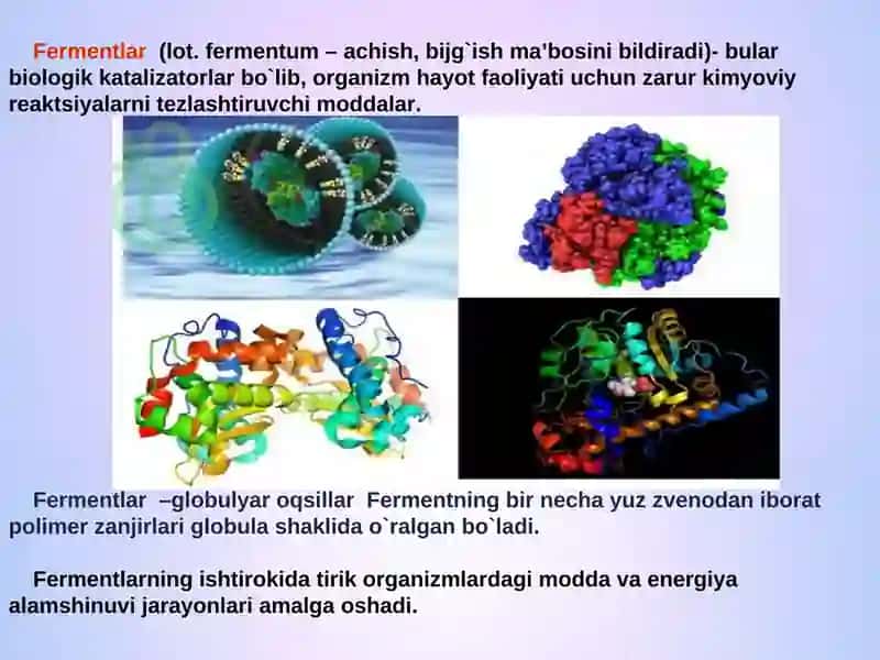 Fermentlarning struktura-funktsional tuzilishi 2