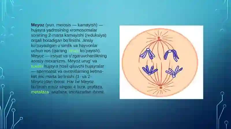 Meyozning biologik ahamiyati 2
