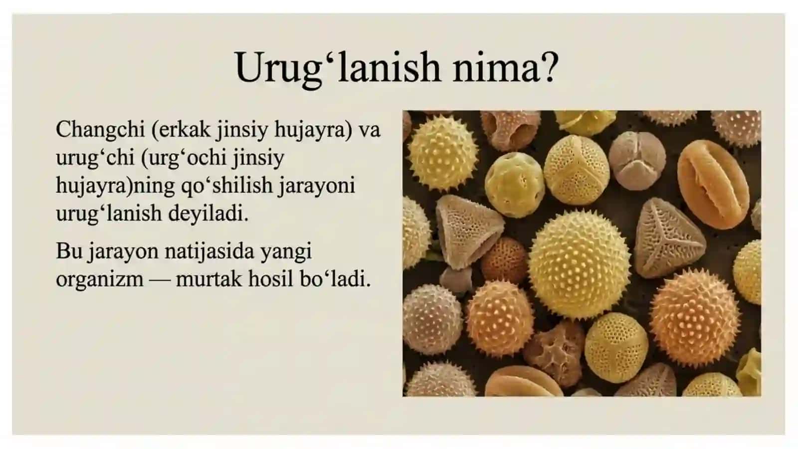 Gulli o'simliklarning ko'payishi va urug'lanishi 2