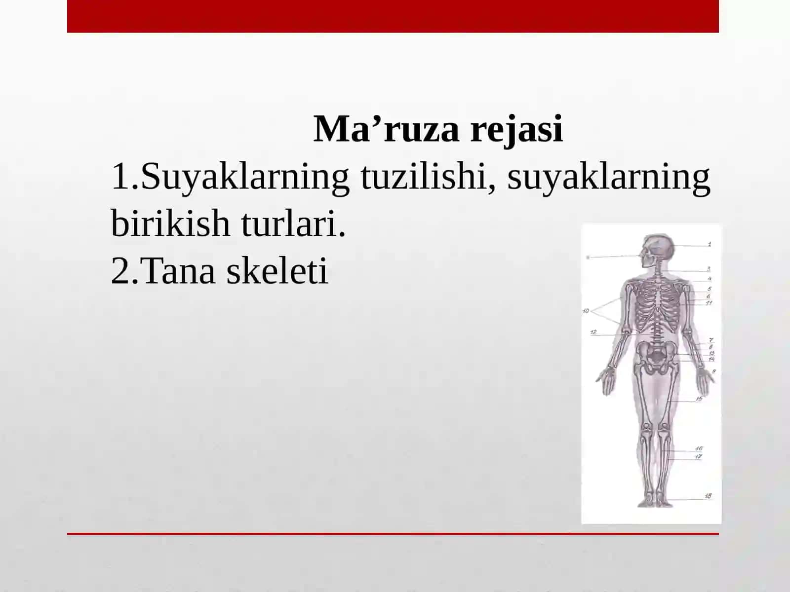 Suyaklarning tuzilishi, suyaklarning birikishturlari 2