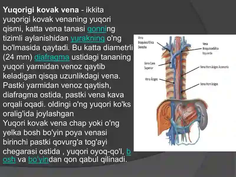 yuqori va pastki kovak vena anatomiyasi pptx 2