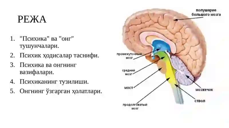 Психикаваонгнингтараққиёти 2