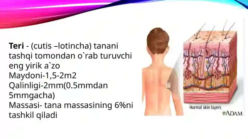 Teri va uning hosilalari 2