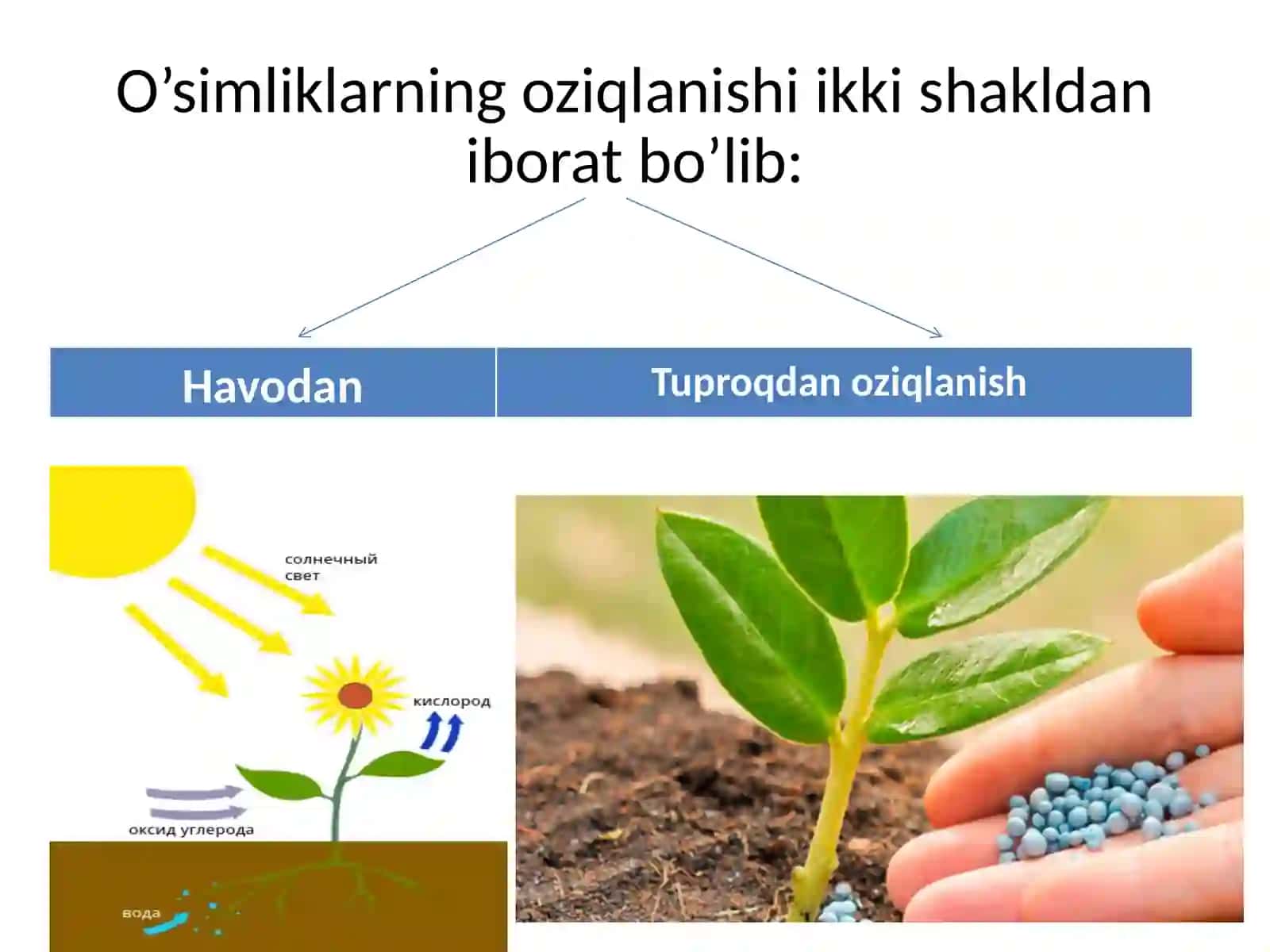 O’simliklarning oziqlanishi 2