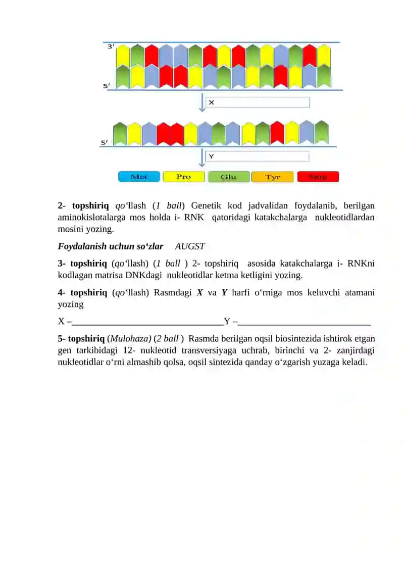 Qalin karton qog‘ozdan ribosoma modelini chizish 2