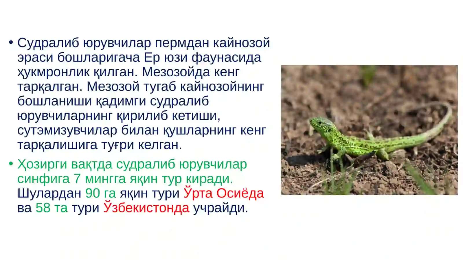Судралибюрувчилар(Reptilia)синфинингсистематикаси 2