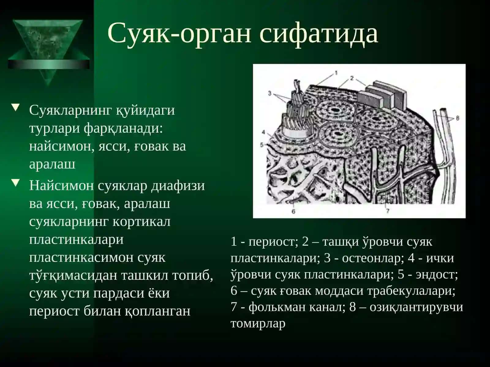 Суякларнинг турлари 2