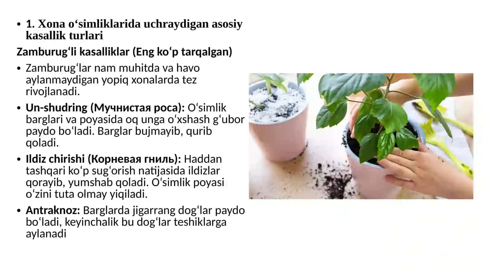 Xonao’simliklaridauchraydigankasalliklarigaqarshikurashish 2