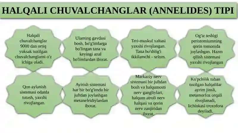 HALQALI CHUVALCHANGLAR (ANNELIDA)TIPI 2