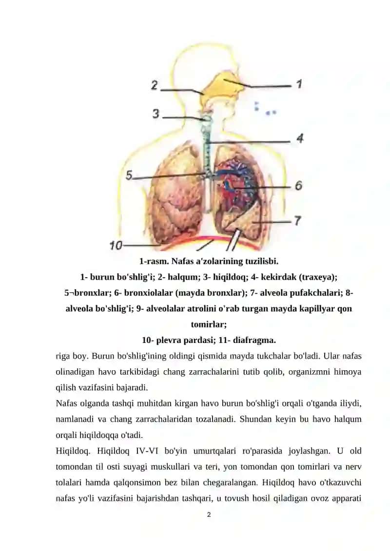 Nafas olish a`zolarining anatomo-fiziologik xususiyatlari 2
