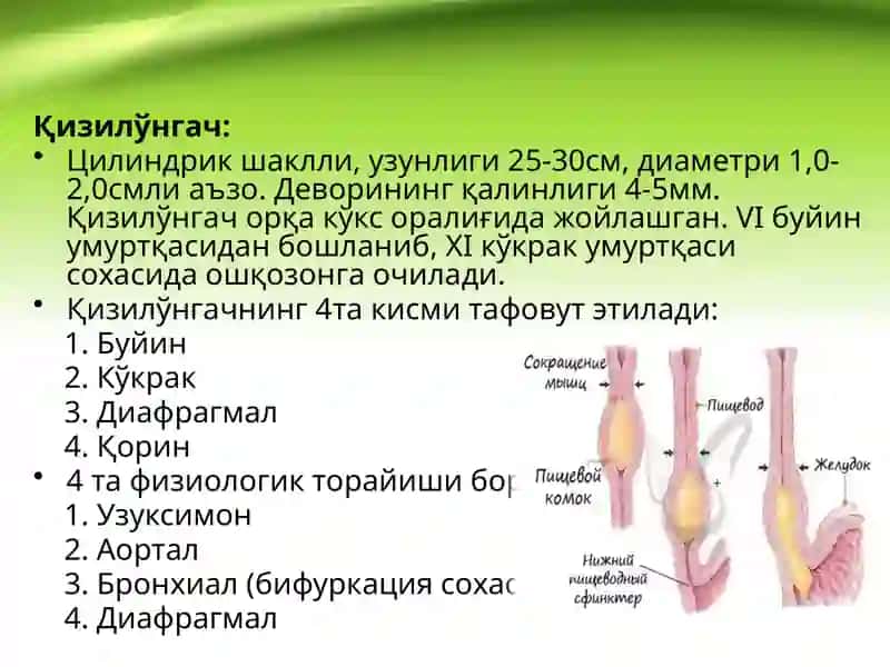 Қизилўнгач 2
