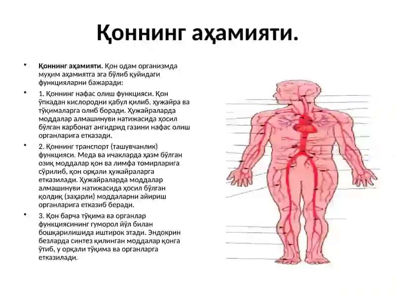 Қoннинг Айланишорганларининг Хусусиятлари 2