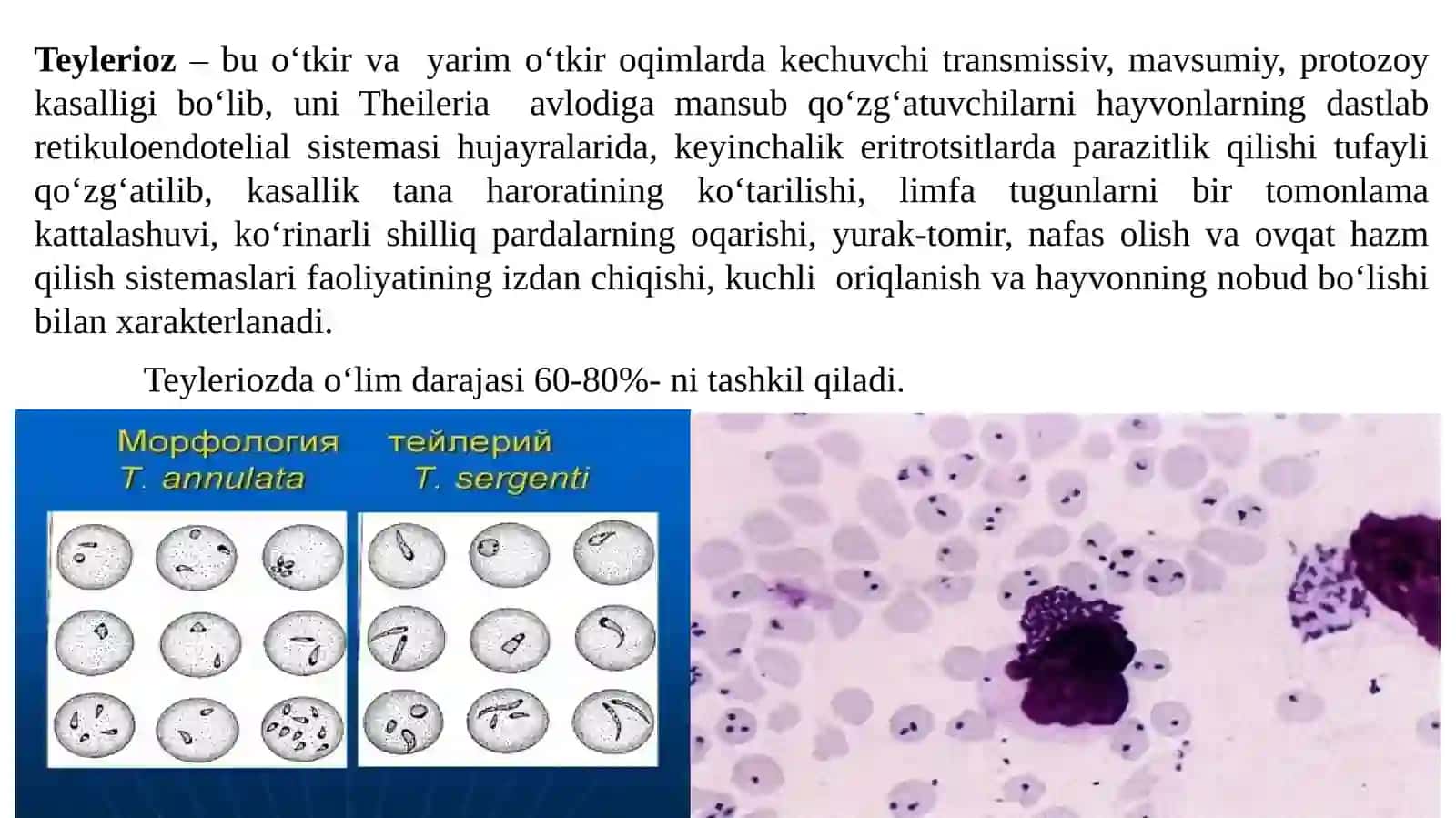 Qoramol teyleriozi 2
