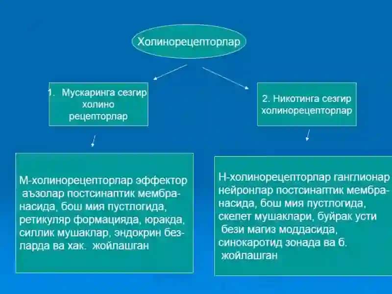M-холиномиметиклар ва M-холиноблокаторлар 2