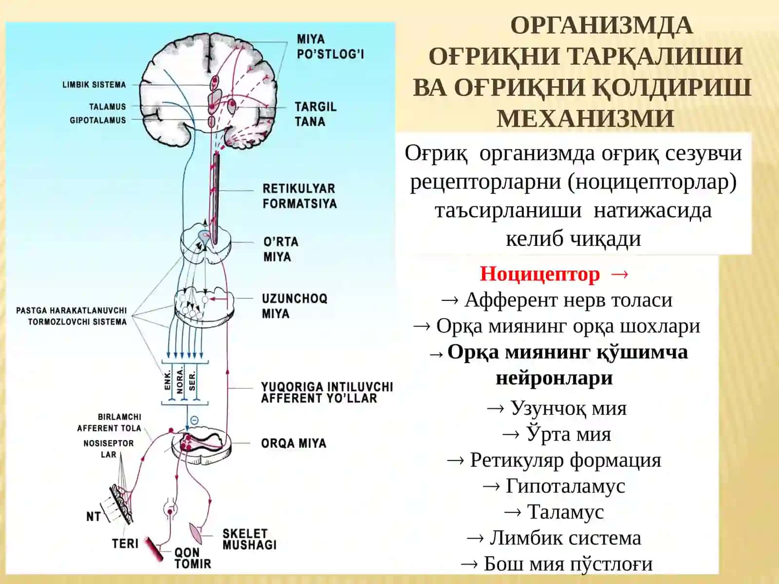 НАРКОТИК ВА НОНАРКОТИК АНАЛГЕТИКЛАР 2