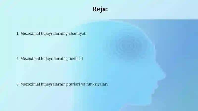 Mezenximaning tuzilishi va ahamiyati 2