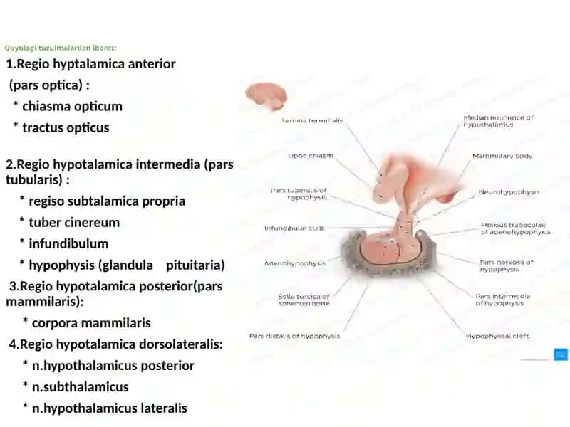 Hypothalamus 2