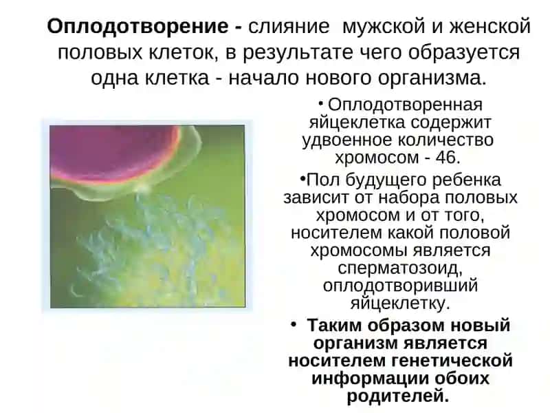 Внутриутробное развитие плода 2