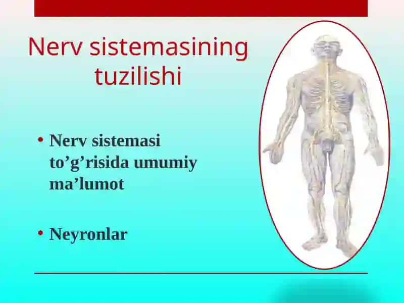 Nerv sistemasining tuzilishi 2