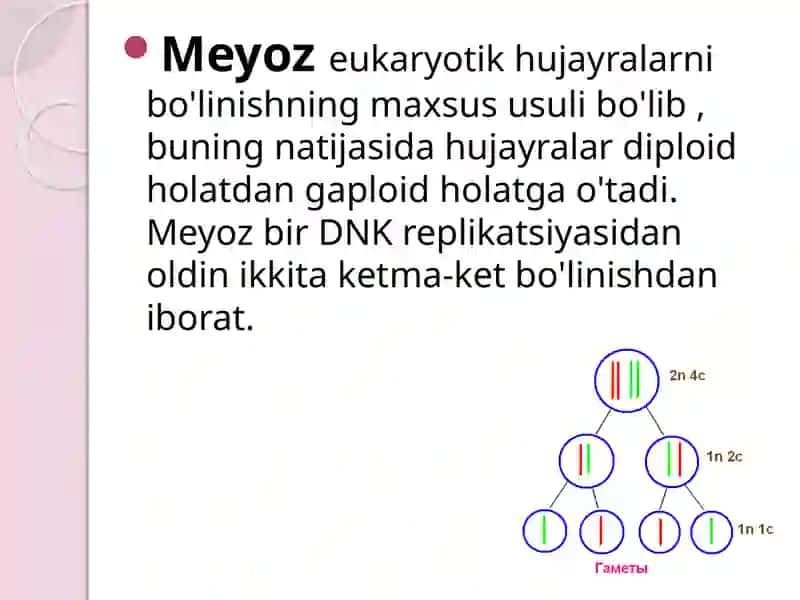 Meyoz 2
