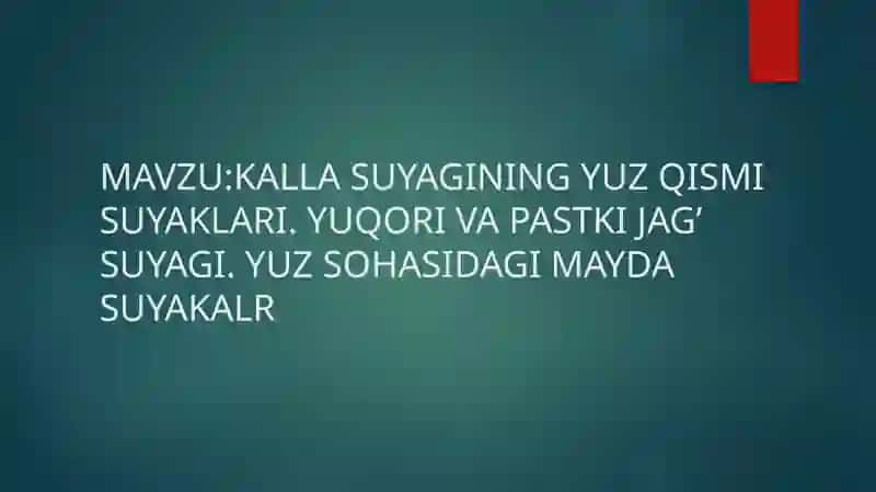 KALLA SUYAGINING YUZ QISMI SUYAKLARI 2