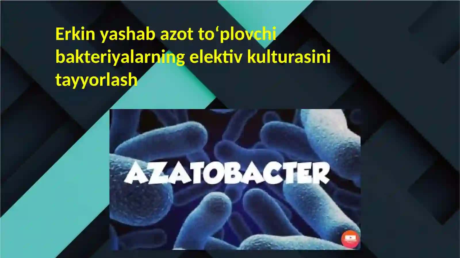 Azot to‘plovchi bakteriyalar tayyorlash 2