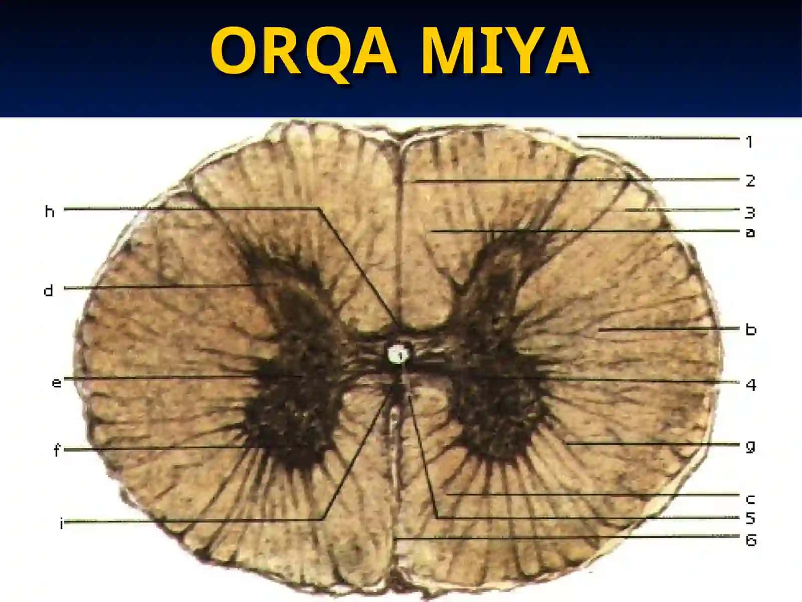 NERV TO’QIMASI 2