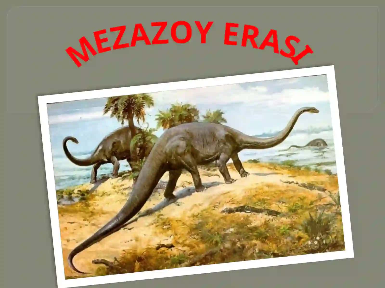 MEZAZOY ERASI 2