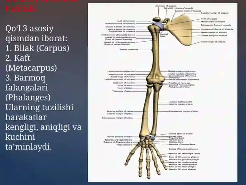 Qo‘l suyaklarining variantli anatomiyasi, rivojlanish nuqsonlari 2