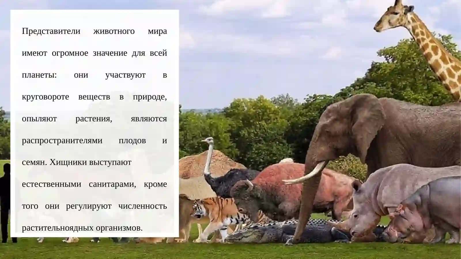 Разнообразие животных 2