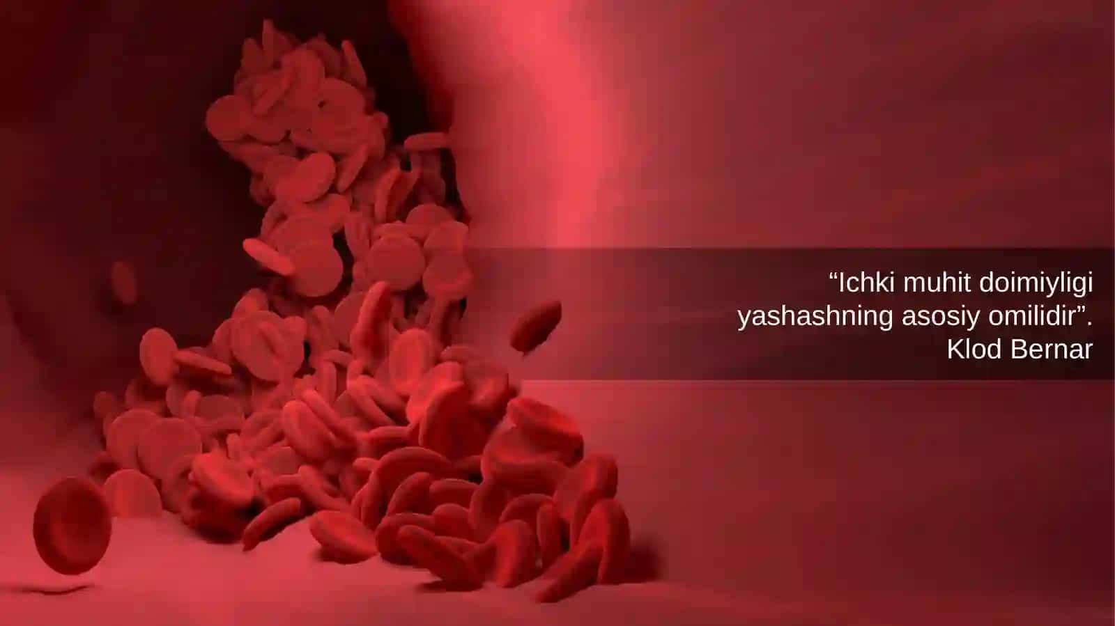 Qon aylanish sistemasi fiziologiyasi 2