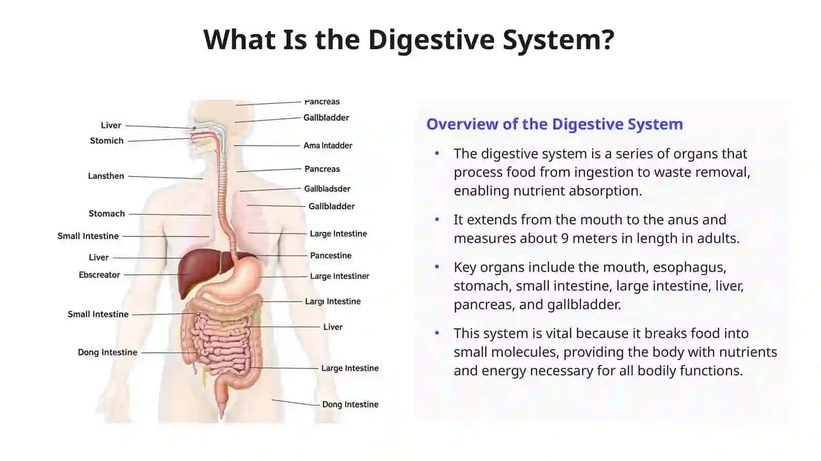 Anatomy of the Digestive System 2